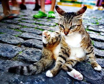 Close-up of cat relaxing on floor