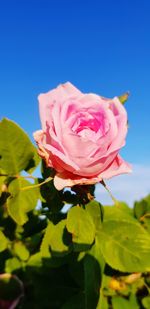 Close-up of pink rose plant against sky