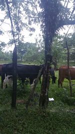 Horse grazing on field against trees