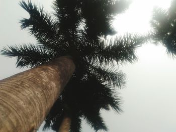 Close-up of hand holding tree against sky