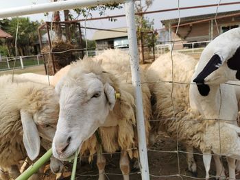 View of sheep in pen