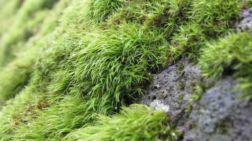 Close-up of moss on grass