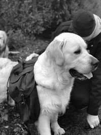 Golden retriever male with his knapsack 