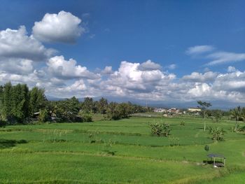 Scenic view of field against sky