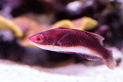 Close-up of fish swimming in sea