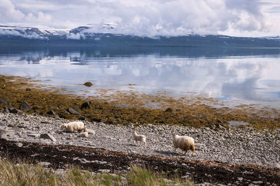 Sheep on rocks by lake against sky