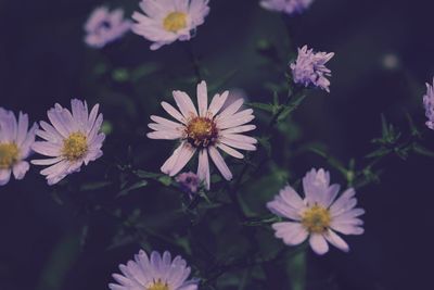 Close-up of white flowering plants