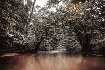 Trees in forest