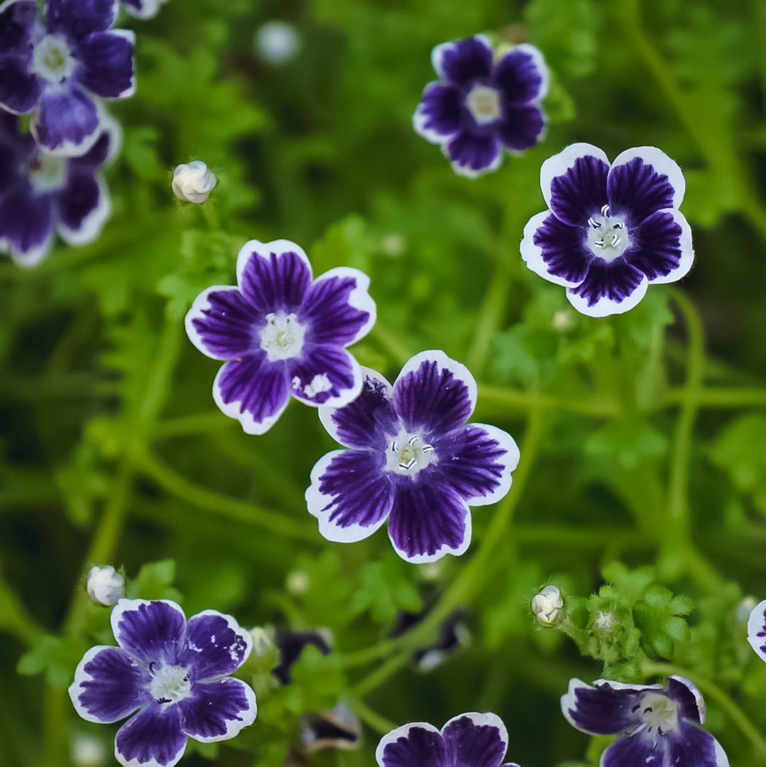 flowering plant, flower, plant, fragility, freshness, vulnerability, beauty in nature, purple, growth, petal, flower head, inflorescence, close-up, nature, no people, focus on foreground, day, botany, field, outdoors