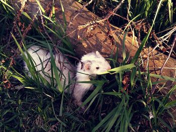 High angle view of lizard on grass