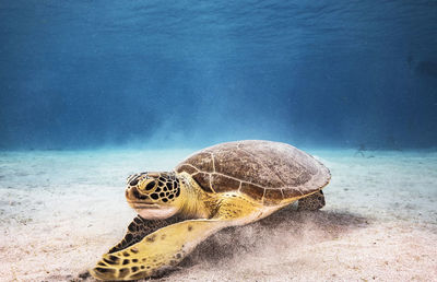 Turtle swimming in sea