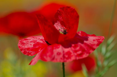 Close-up of red flower