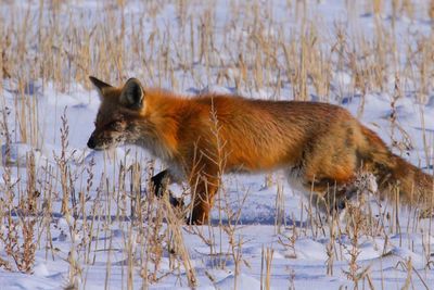 Fox walking on snowy field