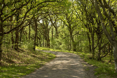 Road amidst trees in forest