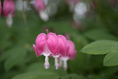 Close-up of pink flowering plant