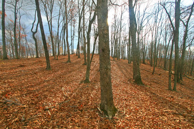 Trees in forest