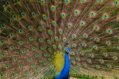 Full frame shot of peacock