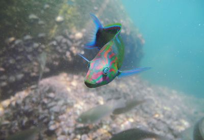 Close-up of fish swimming in sea