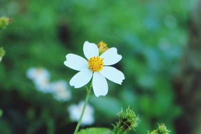 Close-up of white flower