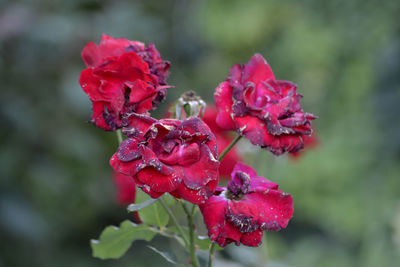 Close-up of pink flowers blooming outdoors