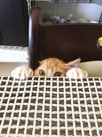 Portrait of cat resting on chair at home