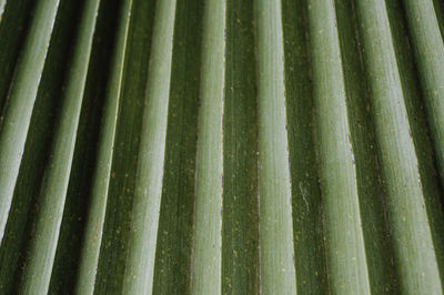 Full frame shot of bamboo plants