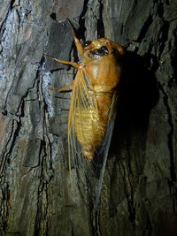 High angle view of insect on tree trunk