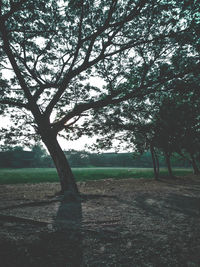 Trees on field against sky