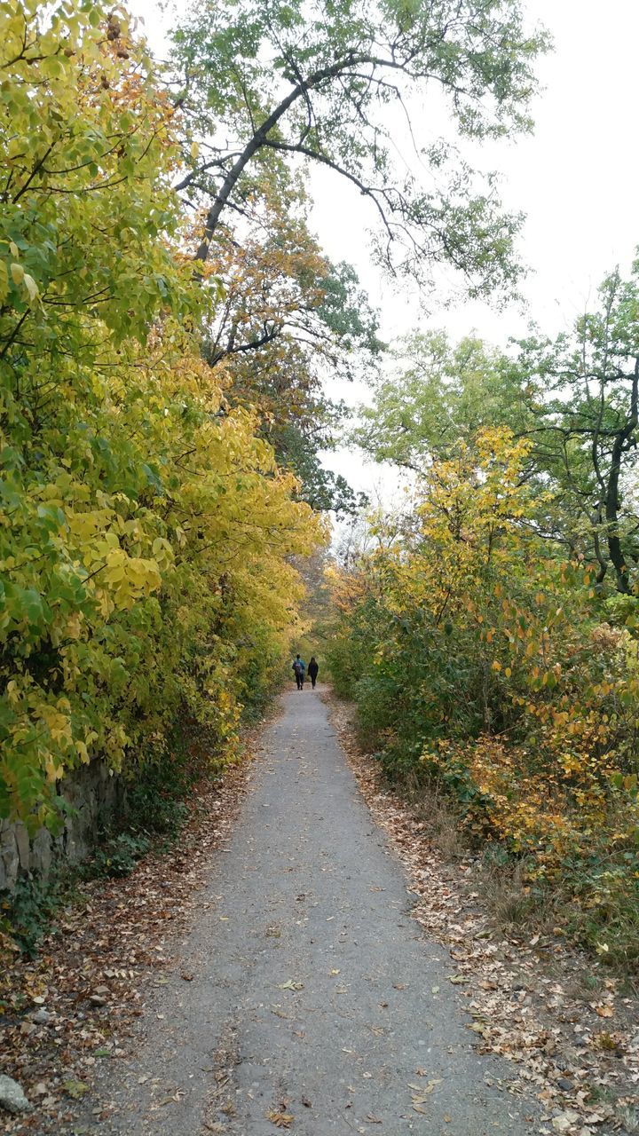 ROAD AMIDST PLANTS DURING AUTUMN