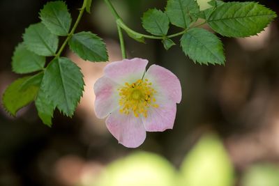 Close-up of flowering plant