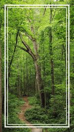 Trees in forest