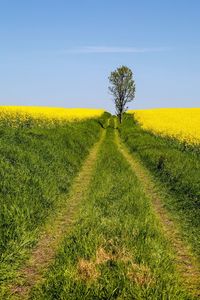 Scenic view of field against clear sky