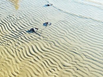 High angle view of birds on sand