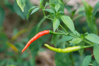Close-up of red chili pepper plant