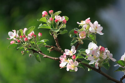 Close-up of pink cherry blossoms