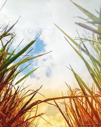 Low angle view of stalks against sky