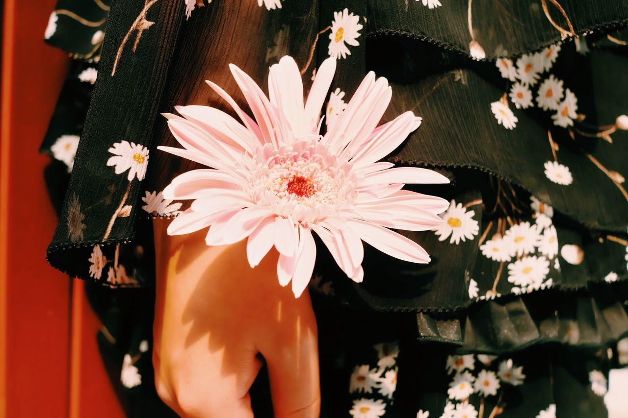 flower, petal, freshness, person, fragility, flower head, high angle view, holding, growth, close-up, part of, pink color, nature, plant, outdoors, day, beauty in nature