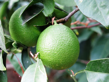 Close-up of ripe lemons