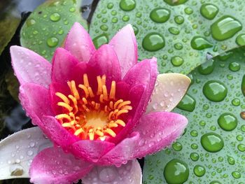 Close-up of raindrops on pink water lily
