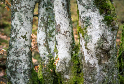 Close-up of moss growing on tree trunk