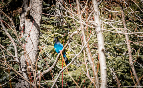 Close-up of bird perching on tree