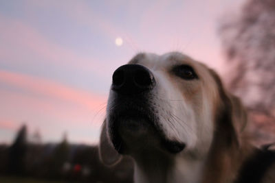 Close-up of a dog looking at sunset