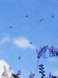 Birds flying against blue sky