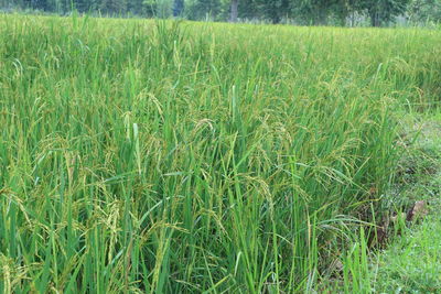 Crops growing on field