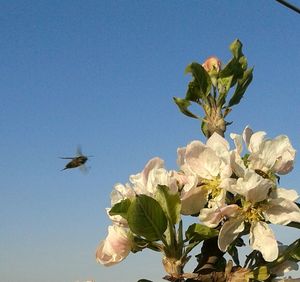 Close-up of flowers against blue sky