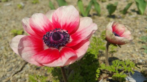 Close-up of poppy blooming outdoors