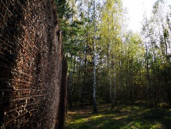 Trees growing in forest