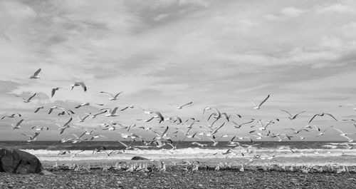Flock of seagulls flying over sea against sky