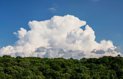 Low angle view of trees against sky