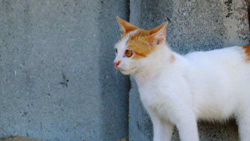 Close-up of a cat looking away